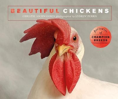 Press Ivy: Beautiful Chickens [2019] paperback Cheap